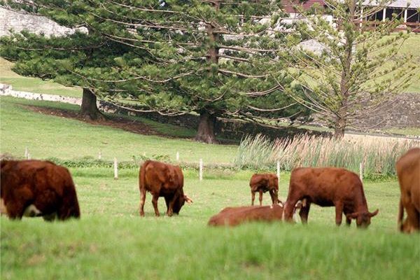 Beef Cattle (BAG206)
