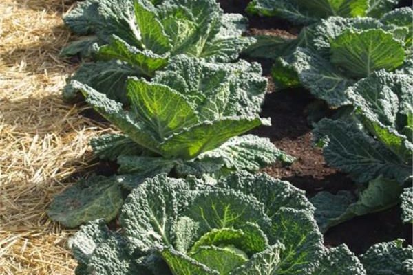 Commercial Vegetable Production (BHT222)