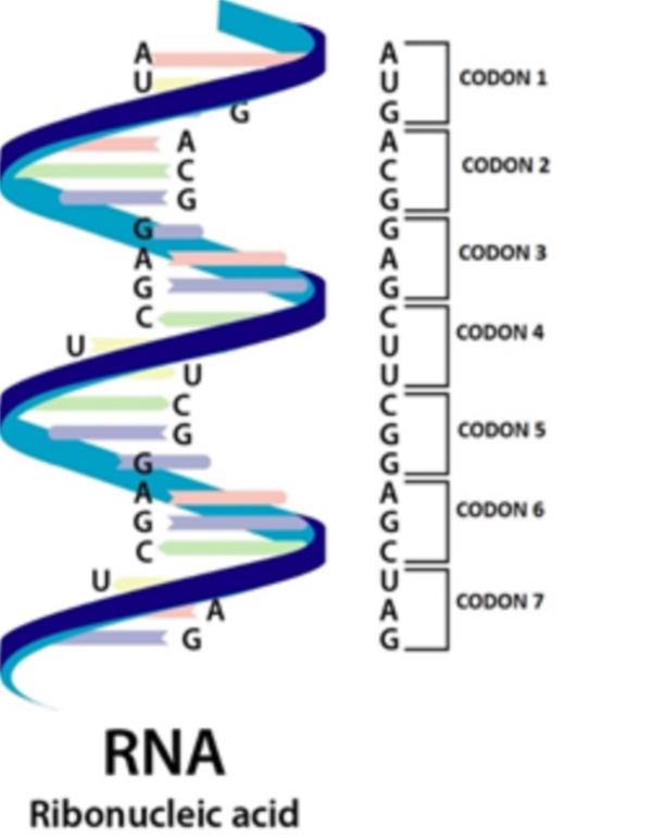 Genetic Applications (BSC308)