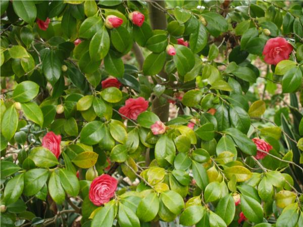 Growing Camellias (VHT109