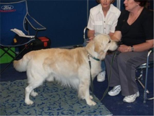 Pet Therapy (BPS221)